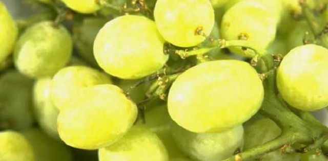 Developing The Grapes Of The Future